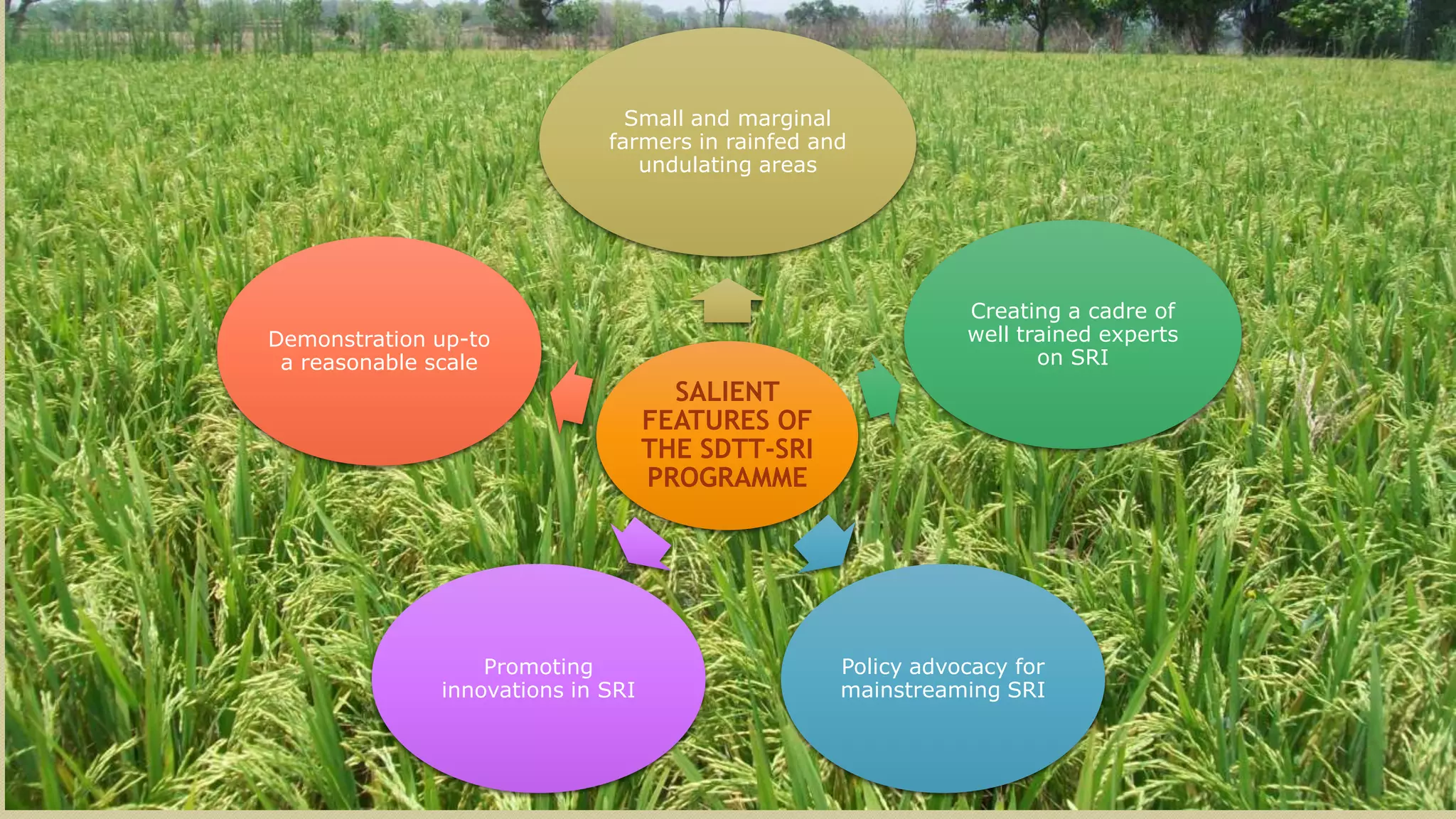 SALIENT
FEATURES OF
THE SDTT-SRI
PROGRAMME
Small and marginal
farmers in rainfed and
undulating areas
Creating a cadre of
well trained experts
on SRI
Policy advocacy for
mainstreaming SRI
Promoting
innovations in SRI
Demonstration up-to
a reasonable scale
 