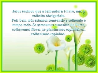 Jesus ensinou que a semeadura é livre, mas a colheita obrigatória. Pois bem, nós estamos semeando e colhendo o tempo todo. Se semeamos sementes de flores, colheremos flores, se plantarmos espinheiros, colheremos espinhos.  