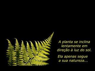 A planta se inclina lentamente em direção à luz do sol. Ela apenas segue  a sua natureza... 