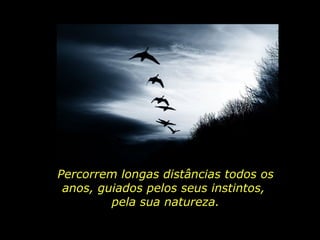 Percorrem longas distâncias todos os anos, guiados pelos seus instintos,  pela sua natureza. 