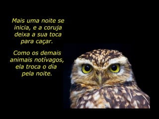 Mais uma noite se inicia, e a coruja deixa a sua toca para caçar.  Como os demais animais notívagos, ela troca o dia  pela noite. 