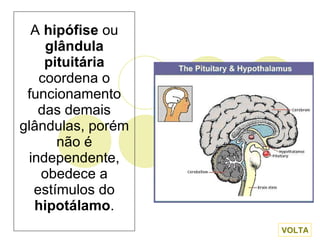 A  hipófise  ou  glândula pituitária  coordena o funcionamento das demais glândulas, porém não é independente, obedece a estímulos do  hipotálamo . VOLTA 