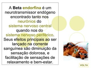 A  Beta  endorfina  é um neurotransmissor endógeno encontrado tanto nos  neurônios  do  sistema nervoso central  quando nos do  sistema nervoso periférico . Seus efeitos principais ao ser lançado na corrente sanguínea são diminuição da sensação dolorosa, e facilitação de sensações de relaxamento e bem-estar. VOLTA 