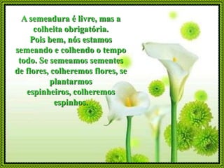 A semeadura é livre, mas a
     colheita obrigatória.
    Pois bem, nós estamos
semeando e colhendo o tempo
 todo. Se semeamos sementes
de flores, colheremos flores, se
          plantarmos
   espinheiros, colheremos
            espinhos.
 