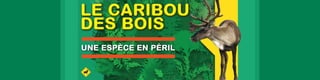LE CARIBOU 
DES BOIS 
UNE ESPÈCE EN PÉRIL 
 