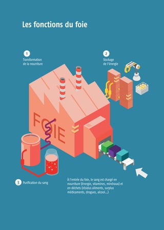 Les fonctions du foie
À l’entrée du foie, le sang est chargé en
nourriture (énergie, vitamines, minéraux) et
en déchets (résidus aliments, surplus
médicaments, drogues, alcool…)
Purification du sang
Transformation
de la nourriture
Stockage
de l’énergie
1 2
3
 