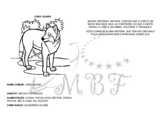 LOBO- GUARÁ
NOME COMUM: LOBO- GUARÁ
HÁBITAT: MATAS E CERRADOS
ALIMENTAÇÃO: CUTIAS, PACAS, AVES, RÉPTEIS, PEIXES,
FRUTAS, MEL E CANA- DE- AÇÚCAR
COMO NASCE: DA BARRIGA DA MÃE
MUITAS HISTÓRIAS INFANTIS CONTAM QUE O LOBO É UM
BICHO MALVADO. MAS, AO CONTRÁRIO DO QUE A GENTE
PENSA, O LOBO É UM ANIMAL SOLITÁRIO E TRANQUILO.
VOCÊ CONHECE ALGMA HISTÓRIA QUE TEM UM LOBO MAU?
FAÇA UM DESENHO BEM CAPRICHADO SOBRE ELA!
 
