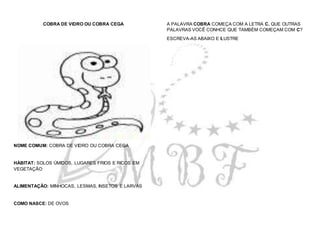 COBRA DE VIDRO OU COBRA CEGA
NOME COMUM: COBRA DE VIDRO OU COBRA CEGA
HÁBITAT: SOLOS ÚMIDOS, LUGARES FRIOS E RICOS EM
VEGETAÇÃO
ALIMENTAÇÃO: MINHOCAS, LESMAS, INSETOS E LARVAS
COMO NASCE: DE OVOS
A PALAVRA COBRA COMEÇA COM A LETRA C. QUE OUTRAS
PALAVRAS VOCÊ CONHCE QUE TAMBÉM COMEÇAM COM C?
ESCREVA-AS ABAIXO E ILUSTRE
 