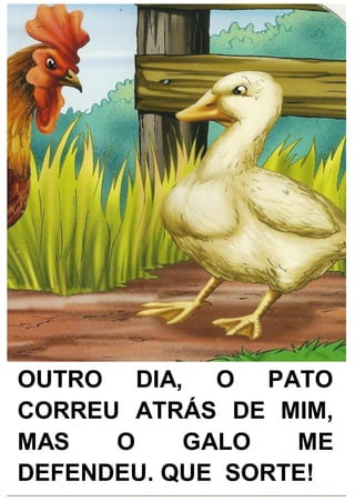OUTRO DIA, O PATO
CORREU ATRÁS DE MIM,
MAS O GALO ME
DEFENDEU. QUE SORTE!
 