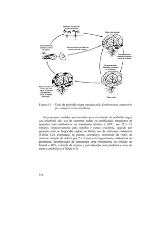 Figura 6.1 – Ciclo da podridão negra causada pela Xanthomonas campestris
             pv. campestris em crucíferas.


   As principais medidas preconizadas para o controle da podridão negra
das crucíferas são: uso de sementes sadias ou certificadas; tratamento de
sementes com antibióticos ou tratamento térmico a 50oC, por 25 a 15
minutos, respectivamente para repolho e outras crucíferas, seguido por
proteção com os fungicidas captan ou thiran; uso de cultivares resistentes
(Tabela 6.2); eliminação de plantas suscetíveis; destruição de restos de
culturas; rotação de cultura por 2 a 3 anos com leguminosas, solanáceas ou
gramíneas; desinfestação da sementeira com cloropicrina ou solução de
formol a 40%, controle de insetos e pulverização com produtos a base de
cobre e antibióticos (Tabela 6.3).




144
 
