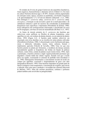 Os isolados de Erwinia do grupo Carotovora são anaeróbios facultativos,
Gram negativos, bastonetiformes e altamente móveis (Tabela 6.1). Em meio
de cultura Nutriente-dextrose-ágar a 28-30ºC, formam colônias pigmentadas
de coloração creme, opacas, circulares ou amebóides, com bordos irregulares
e de aproximadamente 1,5 a 3,0 mm de diâmetro (Jabuonski et al., 1986).
Para distinguir E. carotovora subsp. carotovora de E. carotovora subsp.
atroseptica, a formação ou não de ácido a partir de α-metil-glucosídeo e de
substâncias redutoras a partir de sacarose são consideradas as propriedades
bioquímicas mais específicas e importantes (Pérombelon & Kelman, 1980).
Essas subespécies são sorologicamente relacionadas e classificadas em cerca
de 50 sorogrupos, com base em teste de imunodifusão (De Boer et al., 1987).
    As fontes de inóculo primário de E. carotovora são bactérias que
sobrevivem como epifíticas na filosfera de plantas hospedeiras, como
saprófitas no solo, em resíduos de plantas doentes, ou em material de plantio
(Goto, 1992) (Figura 6.2). A bactéria pode também sobreviver em
associação com ervas daninhas ou na rizosfera de outras plantas cultivadas
(Pérombelon & Kelman, 1980). A disseminação ocorre facilmente pela água,
raízes e tubérculos infectados, insetos, tratos culturais, homem e
implementos agrícolas (Tokeshi & Carvalho, 1980). Uma vez que essa
bactéria penetra na planta por ferimentos, a incidência da doença aumenta
marcadamente quando as hospedeiras são feridas em função de práticas
culturais, ventos fortes, contato de plantas ou por insetos (Goto, 1992). Após
a penetração, a bactéria coloniza o órgão vegetal produzindo pectinases que
degradam a lamela média das células vegetais, fazendo com que o tecido
perca sua rigidez, ocasionando os sintomas de podridão mole (Goodman et
al., 1986). Subsequentes fermentações e concomitante invasão do tecido em
colapso por saprófitas, ocasionam o desprendimento de gases com odor
desagradável (Romeiro, 1995). Estas bactérias dependem em grande parte de
fatores ecológicos como temperatura e concentração de oxigênio, para iniciar
a infecção, bem como para a produção e severidade dos sintomas (Hayward
& Mariano, 1997). Além das enzimas pectolíticas, celulases e proteases
podem também estar envolvidas na patogenicidade.




                                                                          147
 