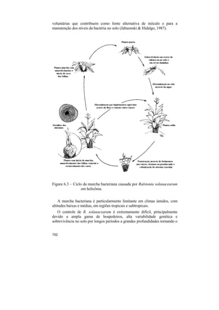 voluntárias que contribuem como fonte alternativa de inóculo e para a
manutenção dos níveis da bactéria no solo (Jabuonski & Hidalgo, 1987).




Figura 6.3 – Ciclo da murcha bacteriana causada por Ralstonia solanacearum
                  em helicônia.


    A murcha bacteriana é particularmente limitante em climas úmidos, com
altitudes baixas e médias, em regiões tropicais e subtropicais.
   O controle de R. solanacearum é extremamente difícil, principalmente
devido a ampla gama de hospedeiros, alta variabilidade genética e
sobrevivência no solo por longos períodos a grandes profundidades tornando o


152
 