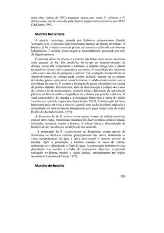 mais altas (acima de 30ºC) enquanto outras, tais como P. ultimum e P.
debaryanum, são favorecidas pelas baixas temperaturas (menores que 20ºC)
(McCarter, 1991).


   Murcha bacteriana
   A murcha bacteriana, causada por Ralstonia solanacearum (Smith)
Yabuuchi et al., é uma das mais importantes doenças de plantas no mundo. A
bactéria já foi relatada causando perdas em tomateiro cultivado em sistemas
hidropônicos. É aeróbia, Gram negativa, bastonetiforme, possuindo um tufo
de flagelos polares.
   O sintoma inicial da doença é a murcha das folhas mais novas, nas horas
mais quentes do dia. Em condições favoráveis ao desenvolvimento da
doença, como alta temperatura e umidade, a murcha atinge toda a planta
tornando-se irreversível e causando a sua morte. A intensidade dos sintomas
varia com o isolado do patógeno e cultivar. Em condições desfavoráveis ao
desenvolvimento da doença pode ocorrer infecção latente ou as plantas
infectadas podem apresentar amarelecimento e subdesenvolvimento sem a
ocorrência de murcha. É comum a formação de raízes adventícias nos caules
de plantas afetadas. Internamente, além da descoloração e colapso dos vasos
do xilema a nível macroscópico, ocorrem tiloses, dissolução de substâncias
pécticas na lamela média e degradação da celulose nas paredes celulares. O
sinal característico da murcha é a exsudação bacteriana a partir do tecido
vascular em cortes de órgãos infectados (Goto, 1992). A observação do fluxo
bacteriano pode ser visto a olho nu, quando uma seção da planta infectada é
mergulhada em uma recipiente transparente com água limpa (teste do copo)
(Lopes & Quezado-Soares, 1997).
    A disseminação de R. solanacearum ocorre através da solução nutritiva,
contato entre raízes, transmissão mecânica por diversos tratos culturais, mudas
infectadas, sementes, insetos e homem. A sobrevivência e disseminação da
bactéria são favorecidas por condições de alta umidade.
     A penetração de R. solanacearum no hospedeiro ocorre através de
ferimentos ou aberturas naturais, principalmente nas raízes, obstruindo os
vasos transportadores de água e seiva, provocando o sintoma externo de
murcha. Após a penetração, a bactéria coloniza os vasos do xilema,
obstruindo-os e dificultando o fluxo de água. A colonização também provoca
degradação das paredes e células do parênquima adjacente, originando
cavidades no floema, medula e tecido cortical, principalmente em órgãos
suculentos (Kurozawa & Pavan, 1997).


   Murcha-de-fusário


                                                                           229
 