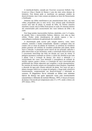 A murcha-de-fusário, causada por Fusarium oxysporum Schlech. f.sp.
lycopersici (Sacc.) Snyder & Hansen é uma das mais sérias doenças do
tomateiro. Esta doença pode se manifestar em quaisquer estádios de
desenvolvimento, mas é mais comum em plantas no início de florescimento
e frutificação.
   Sintomas nas folhas manifestam-se por amarelecimento forte, nas mais
velhas, progredindo para as mais novas. Esse sintoma pode inicialmente
ocorrer num lado da planta ou metade da folha. Os folíolos amarelos
murcham e secam, mas as folhas ficam presas ao caule. Os sintomas internos
são caracterizados pelo escurecimento dos vasos lenhosos da folha e do
caule.
   Este fungo produz macroconídios hialinos, alantóides, com 2 a 4 septos,
de paredes finas e microconídios hialinos, elípticos, com uma ou duas
células. Produz ainda clamidosporos de parede espessa e lisa e
esporodóquios resultantes da aglomeração de conidióforos.
    A disseminação pode ocorrer pela solução nutritiva, vento, tratos
culturais, sementes e mudas contaminadas. Quando o patógeno entra em
contato com as raízes de plantas de tomateiro, as estruturas de resistência
podem germinar sob estímulo de exsudatos produzidos pela planta, dando
início à infecção. A penetração ocorre através da raiz principal, radicelas e
pêlos absorventes ou por ferimentos, sendo a colonização desenvolvida com
o crescimento intercelular das hifas em direção aos vasos do xilema. O
patógeno permanece confinado ao xilema e, a partir daí, distribui-se por toda
a planta. Com a evolução da doença, tem início a obstrução e o
escurecimento dos vasos. Essa obstrução é conseqüência do acúmulo de
micélio, esporos, gomas e tiloses, e a constrição do vaso é provocada pela
proliferação das células adjacentes que compõem o tecido parenquimatoso.
Os sintomas de murcha surgem em conseqüência deste bloqueio, impedindo
a absorção da água pelo sistema radicular da planta. Nos casos em que a
planta consegue sobreviver ao ataque do patógeno, o fungo pode colonizá-la
sistemicamente, comprometendo seu desenvolvimento e infectando as
sementes. O diagnóstico faz-se retirando as folhas com sintomas
típicos da doença nas quais aparecem vasos com escurecimento
característico e diferente do normal (Moraes, 1997). O desenvolvimento
da doença é favorecido por temperaturas entre 21 e 33ºC, sendo o ótimo a de
28ºC (Jones, 1991).




230
 