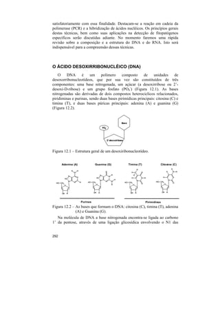 satisfatoriamente com essa finalidade. Destacam-se a reação em cadeia da
polimerase (PCR) e a hibridização de ácidos nucléicos. Os princípios gerais
destas técnicas, bem como suas aplicações na detecção de fitopatógenos
específicos serão discutidas adiante. No momento faremos uma rápida
revisão sobre a composição e a estrutura do DNA e do RNA. Isto será
indispensável para a compreensão dessas técnicas.



O ÁCIDO DESOXIRRIBONUCLÉICO (DNA)
    O    DNA      é    um     polímero    composto      de    unidades     de
desoxorribonucleotídeos, que por sua vez são constituídos de três
componentes: uma base nitrogenada, um açúcar (a desoxirribose ou 2’-
desoxi-D-ribose) e um grupo fosfato (PO4-) (Figura 12.1). As bases
nitrogenadas são derivadas de dois compostos heterociclícos relacionados,
piridiminas e purinas, sendo duas bases pirimídicas principais: citosina (C) e
timina (T), e duas bases púricas principais: adenina (A) e guanina (G)
(Figura 12.2).


                                                      Base

                                  PO4-




                                         2’-
                                         2’-desoxiribose



Figura 12.1 – Estrutura geral de um desoxiribonucleotídeo.


      Adenina (A)             Guanina (G)                    Timina (T)             Citosina (C)




                    Purinas                                               Pirimidinas
Figura 12.2 – As bases que formam o DNA: citosina (C), timina (T), adenina
              (A) e Guanina (G).
   Na molécula de DNA a base nitrogenada encontra-se ligada ao carbono
1’ da pentose, através de uma ligação glicosídica envolvendo o N1 das


292
 