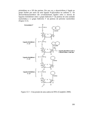 pirimidinas ou o N9 das purinas. Por sua vez, a desoxirribose é ligada ao
grupo fosfato por meio de uma ligação N-glicosídica no carbono 5’. Os
desoxirribonucleotídeos são covalentemente ligados entre si através de
ligações fosfodiéster entre o grupo hidroxila 5’ da pentose de uma unidade
nucleotídica e o grupo hidroxila 3’ da pentose do próximo nucleotídeo
(Figura 12.3).
                                          -O
       Extremidade 5’
                               -O             P            O

                                          O
                                                                                  Adenina

                                     5’ CH2
                                                               O
                                         4’       H                      H        1’
                                          H            3’           2’       H

                                                  O                     H

                              -O          P           O
     Ligações fosfodiéste r
           3’→5’
                                         O
                                                                                 G uanina

                                    5’ CH2
                                                               O
                                     4’           H                     H        1’         Ligação glicosídica β entre a
                                          H           3’           2’        H              2-desoxirribose e cada base
                                                  O                     H

                              -O          P           O
     Ligações fosfodiéste r
           3’→5’
                                         O                                       Timina

                                         CH2
                                    5’
                                                               O
                                    4’            H                     H        1’
                                         H            3’           2’        H
                                                  O                     H

     Ligações fosfodiéste r   -O         P            O
           3’→5’
                                         O
                                                                             Citosina

                                         CH2
                                    5’
                                                               O
                                    4’            H                     H        1’
                                         H            3’           2’
                                                                             H
                                                  O                 H




   Figura 12.3 – Uma porção de uma cadeia de DNA (Campbell, 2000).




                                                                                                                    293
 