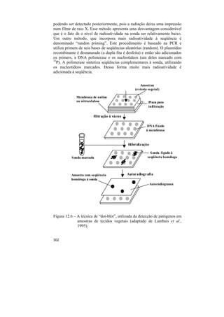 podendo ser detectado posteriormente, pois a radiação deixa uma impressão
num filme de raio X. Esse método apresenta uma desvantagem considerável
que é o fato de o nível de radioatividade na sonda ser relativamente baixo.
Um outro método, que incorpora mais radioatividade à seqüência é
denominado “randon priming”. Este procedimento é baseado na PCR e
utiliza primers de seis bases de seqüências aleatórias (random). O plasmídeo
recombinante é desnaturado (a dupla fita é desfeita) e então são adicionados
os primers, a DNA polimerase e os nucleotídeos (um deles marcado com
32
   P). A polimerase sintetiza seqüências complementares à sonda, utilizando
os nucleotídeos marcados. Dessa forma muito mais radioatividade é
adicionada à seqüência.


                                                   Amostras
                                                (extrato vegetal)

             Membrana de nailon
             ou nitrocelulose                            Placa para
                                                         infiltração

                       Filtração à vácuo

                                                         DNA fixado
                                                        à membrana



                                            Hi bri dização

                                                           S onda ligada à
          S onda marcada                                 seqüência homóloga




          Amostra com seqüência            Autoradiografi a
          homóloga à sonda
                                                             Autoradiograma




Figura 12.6 – A técnica de “dot-blot”, utilizada da detecção de patógenos em
              amostras de tecidos vegetais (adaptado de Lambais et al.,
              1995).


302
 