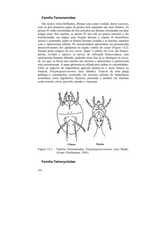 Família Tarsonemidae
   São ácaros vítreo-brilhantes, fêmeas com corpo ovalado, dorso convexo,
com os dois primeiros pares de pernas bem separados dos dois últimos. As
pernas IV estão constituídas de três artículos nas fêmeas, terminadas em duas
longas setas. Nos machos, as pernas IV têm três ou quatro artículos e são
transformadas em órgãos para fixação durante a cópula. O dimorfísmo
sexual é acentuado, tendo as fêmeas formato ovalado e os machos, menores
com o opistossoma afilado. Os tarsonemídeos apresentam um pronunciado
desenvolvimento dos apódemas na região ventral do corpo (Figura 13.2).
Passam pelos estágios de ovo, larva, “pupa” e adulto. Os ovos são branco-
pérola, ovóides e opacos; as larvas, de coloração branco-opaca, com
opistossoma bastante dilatado, podendo nesta fase já se distinguir os sexos,
de vez que, as larvas dos machos são menores e apresentam o opistossoma
mais proeminente. A pupa apresenta-se afilada para ambas as extremidades.
Entre as espécies de importância agrícola destaca-se o ácaro branco ou
tropical, Polyphagotarsonemus latus (Banks). Trata-se de uma praga
polífaga e cosmopolita, ocorrendo em diversas culturas de importância
econômica como algodoeiro, feijoeiro, pimentão e também em fruteiras
como acerola, citros, graviola, mamão e maracujá.




                         Fêmea                   Macho
Figura 13.2 – Família Tarsonemidae, Polyphagotarsonemus latus Banks.
              (Fonte: Flechtmann, 1983).


   Família Tetranychidae

314
 