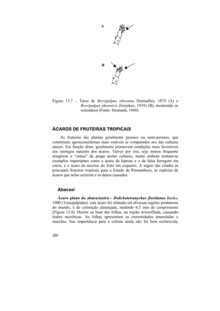 A




                             B




Figura 13.7 – Tarso de Brevipalpus obovatus Donnadieu, 1875 (A) e
               Brevipalpus phoenicis (Geijskes, 1939) (B), mostrando os
               solenídeos (Fonte: Denmark, 1968).



ÁCAROS DE FRUTEIRAS TROPICAIS
     As fruteiras são plantas geralmente perenes ou semi-perenes, que
constituem agroecossistemas mais estáveis se comparados aos das culturas
anuais. Em função disto, geralmente promovem condições mais favoráveis
aos inimigos naturais dos ácaros. Talvez por isto, seja menos frequente
atingirem o “status” de praga nestas culturas, muito embora tenham-se
exemplos importantes como o ácaro da leprose e o da falsa ferrugem em
citros, e o ácaro da necrose do fruto em coqueiro. A seguir são citadas as
principais fruteiras tropicais para o Estado de Pernambuco, as espécies de
ácaros que nelas ocorrem e os danos causados.


   Abacaxi
   Ácaro plano do abacaxizeiro - Dolichotetranychus floridanus Banks,
1900 (Tenuipalpidae): este ácaro foi relatado em diversas regiões produtoras
do mundo, é de coloração alaranjada, medindo 0,3 mm de comprimento
(Figura 13.8). Ocorre na base das folhas, na região aclorofilada, causando
lesões necróticas. As folhas apresentam as extremidades amareladas e
murchas. Sua importância para a cultura ainda não foi bem esclarecida,


320
 