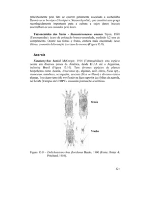 principalmente pelo fato de ocorrer geralmente associado a cochonilha
Dysmicoccus brevipes (Hemiptera: Sternorrhyncha), que constitui uma praga
reconhecidamente importante para a cultura e cujos danos iniciais
assemelham-se aos causados pelo ácaro.

    Tarsonemídeo dos frutos - Steneotarsonemus ananas Tryon, 1898
(Tarsonemidae): ácaro de coloração branco-amarelada, medindo 0,2 mm de
comprimento. Ocorre nas folhas e frutos, embora mais encontrado neste
último, causando deformação da coroa do mesmo (Figura 13.9).


   Acerola
   Eutetranychus banksi McGregor, 1914 (Tetranychidae): esta espécie
ocorre em diversos países da América, desde E.U.A até a Argentina,
inclusive Brasil (Figura 13.10). Tem diversas espécies de plantas
hospedeiras como Acacia, Acrocomia sp., algodão, café, citros, Ficus spp.,
mamoeiro, mandioca, seringueira, urucum (Bixa orellana) e diversas outras
plantas. Este ácaro tem sido verificado na face superior das folhas de acerola,
no Recife (Campus da UFRPE), causando pontuações cloróticas.




                                                     Fêmea




                                                     Macho




Figura 13.8 – Dolichotetranychus floridanus Banks, 1900 (Fonte: Baker &
              Pritchard, 1956).



                                                                           321
 