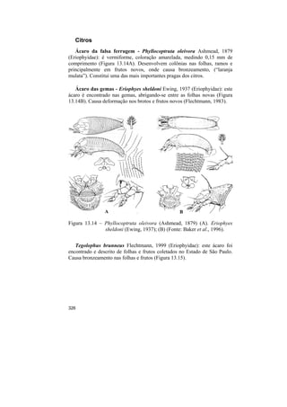 Citros
   Ácaro da falsa ferrugem - Phyllocoptruta oleivora Ashmead, 1879
(Eriophyidae): é vermiforme, coloração amarelada, medindo 0,15 mm de
comprimento (Figura 13.14A). Desenvolvem colônias nas folhas, ramos e
principalmente em frutos novos, onde causa bronzeamento, (“laranja
mulata”). Constitui uma das mais importantes pragas dos citros.

   Ácaro das gemas - Eriophyes sheldoni Ewing, 1937 (Eriophyidae): este
ácaro é encontrado nas gemas, abrigando-se entre as folhas novas (Figura
13.14B). Causa deformação nos brotos e frutos novos (Flechtmann, 1983).




                A                                 B

Figura 13.14 – Phyllocoptruta oleivora (Ashmead, 1879) (A). Eriophyes
               sheldoni (Ewing, 1937); (B) (Fonte: Baker et al., 1996).


   Tegolophus brunneus Flechtmann, 1999 (Eriophyidae): este ácaro foi
encontrado e descrito de folhas e frutos coletados no Estado de São Paulo.
Causa bronzeamento nas folhas e frutos (Figura 13.15).




326
 