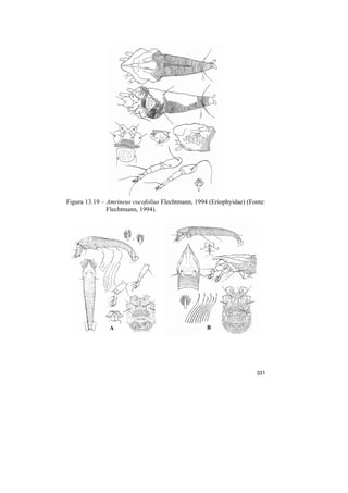 Figura 13.19 – Amrineus cocofolius Flechtmann, 1994 (Eriophyidae) (Fonte:
               Flechtmann, 1994).




               A                                   B




                                                                     331
 