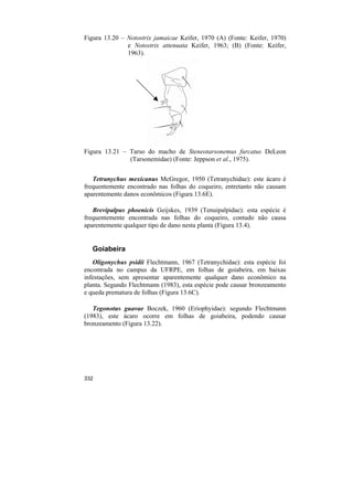 Figura 13.20 – Notostrix jamaicae Keifer, 1970 (A) (Fonte: Keifer, 1970)
               e Notostrix attenuata Keifer, 1963; (B) (Fonte: Keifer,
               1963).




Figura 13.21 – Tarso do macho de Steneotarsonemus furcatus DeLeon
               (Tarsonemidae) (Fonte: Jeppson et al., 1975).


   Tetranychus mexicanus McGregor, 1950 (Tetranychidae): este ácaro é
frequentemente encontrado nas folhas do coqueiro, entretanto não causam
aparentemente danos econômicos (Figura 13.6E).

   Brevipalpus phoenicis Geijskes, 1939 (Tenuipalpidae): esta espécie é
frequentemente encontrada nas folhas do coqueiro, contudo não causa
aparentemente qualquer tipo de dano nesta planta (Figura 13.4).


   Goiabeira
   Oligonychus psidii Flechtmann, 1967 (Tetranychidae): esta espécie foi
encontrada no campus da UFRPE, em folhas de goiabeira, em baixas
infestações, sem apresentar aparentemente qualquer dano econômico na
planta. Segundo Flechtmann (1983), esta espécie pode causar bronzeamento
e queda prematura de folhas (Figura 13.6C).

   Tegonotus guavae Boczek, 1960 (Eriophyidae): segundo Flechtmann
(1983), este ácaro ocorre em folhas de goiabeira, podendo causar
bronzeamento (Figura 13.22).




332
 