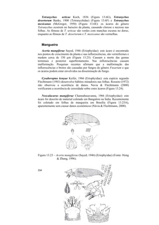 Tetranychus     urticae Koch, 1836 (Figura 13.6G), Tetranychus
desertorum Banks, 1900 (Tetranychidae) (Figura 13.6F) e Tetranychus
mexicanus (McGregor, 1950) (Figura 13.6E): os ácaros do gênero
Tetranychus ocorrem no baixeiro da planta, causando clorose e necrose nas
folhas. As fêmeas de T. urticae são verdes com manchas escuras no dorso,
enquanto as fêmeas de T. desertorum e T. mexicanus são vermelhas.


   Mangueira
    Aceria mangiferae Sayed, 1946 (Eriophyidae): este ácaro é encontrado
nos pontos de crescimento da planta e nas inflorescências, são vermiformes e
medem cerca de 150 µm (Figura 13.23). Causam a morte das gemas
terminais e posterior superbrotamento. Nas inflorescências causam
malformação. Pesquisas recentes afirmam que a malformação das
inflorescências e brotos são causadas por fungos do gênero Fusarium e que
os ácaros podem estar envolvidos na disseminação do fungo.

   Cysaberoptus kenyae Keifer, 1966 (Eriophyidae): esta espécie segundo
Flechtmann (1983) desenvolve hábitos minadores nas folhas. Rosseto (1972)
não observou a ocorrência de danos. Navia & Flechtmann (2000)
verificaram a ocorrência de cerosidade sobre estes ácaros (Figura 13.24).

   Neocalacarus mangiferae Channabasavanna, 1966 (Eriophyidae): este
ácaro foi descrito de material coletado em Bangalore na Índia. Recentemente
foi coletado em folhas de mangueira em Brasília (Figura 13.25A),
aparentemente sem causar danos econômicos (Návia & Flechtmann, 2000).




Figura 13.23 – Aceria mangiferae (Sayed, 1946) (Eriophyidae) (Fonte: Hong
                & Zhang, 1996).


334
 