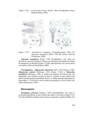 Figura 13.24 – Cysaberoptus kenyae Keifer, 1966 (Eriophyidae) (Fonte:
               Hong & Zhang, 1996).




               A                                         B

Figura 13.25 – Neocalacarus mangiferae Channabasavanna, 1966 (A);
               Tegonotus mangiferae Keifer, 1946 (B). (Fonte: Návia &
               Flechtmann, 2000).
   Tegonotus mangiferae Keifer, 1946 (Eriophyidae): este ácaro foi
descrito de material coletado no Havaí e recentemente encontrado em folhas
de mangueira em Brasília (Figura 13.25B), aparentemente sem causar danos
econômicos (Návia & Flechtmann, 2000).

   Tetraniquídeos - Oligonychus bihariensis Hirst, 1925 (Figura 13.6B),
Oligonychus yothersi McGregor, 1914 (Figura 13.6A) e Allonychus
brasiliensis McGregor, 1950: os adultos das espécies de Oligonychus são
alaranjados com manchas escuras no dorso e ocorrem na face superior das
folhas tecendo pequena quantidade de teia. As folhas atacadas apresentam-se
bronzeadas. A. brasiliensis causa também prateamento na face inferior das
folhas (Flechtmann, 1983).


   Maracujazeiro
   Brevipalpus phoenicis Geijskes, 1939 (Tenuipalpidae): este ácaro é
encontrado geralmente na face inferior das folhas e nos ramos (Figura 13.4).
Em altas infestações podem causar clorose, secamento e queda de folhas. Em



                                                                        335
 