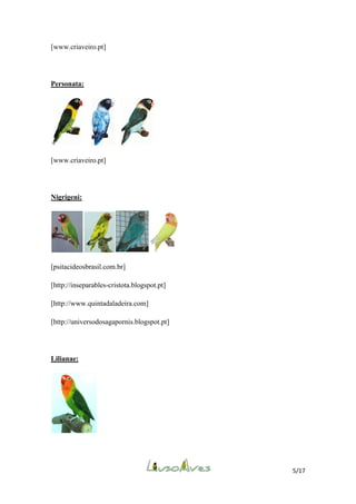 [www.criaveiro.pt]

Personata:

[www.criaveiro.pt]

Nigrigeni:

[psitacideosbrasil.com.br]
[http://inseparables-cristota.blogspot.pt]
[http://www.quintadaladeira.com]
[http://universodosagapornis.blogspot.pt]

Lilianae:

5/17

 