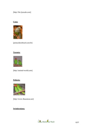 [http://ibc.lynxeds.com]

Cana:

[psitacideosbrasil.com.br]

Taranta:

[http://animal-world.com]

Pullaria:

[http://www.ilkacatooa.net]

Swinderniana:

6/17

 