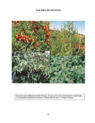 GALERIA DE IMAGENS
Espinheira-santa (Maytenus ilicifolia Reissek); Erva-de-santa maria (Chenopodium ambrosioides
L.); Guaco(Mykania glomerata Spreng.); Hortelâ (Mentha spp. L.). Imagens Google.
80
 