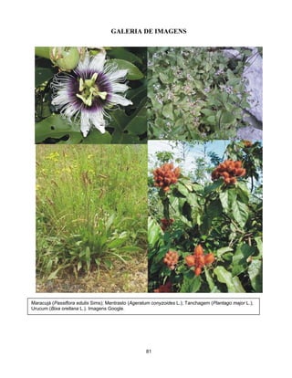 GALERIA DE IMAGENS
Maracujá (Passiflora edulis Sims); Mentrasto (Ageratum conyzoides L.); Tanchagem (Plantago major L.);
Urucum (Bixa orellana L.). Imagens Google.
81
 