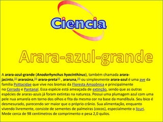A arara-azul-grande (Anodorhynchus hyacinthinus), também chamada arara-
jacinto,[2] araraúna,[3] arara-preta[3] , araruna,[3] ou simplesmente arara-azul é uma ave da
família Psittacidae que vive nos biomas da Floresta Amazônica e principalmente
no Cerrado e Pantanal. Essa espécie está ameaçada de extinção, sendo que as outras
espécies de araras-azuis já foram extintas na natureza. Possui uma plumagem azul com uma
pele nua amarela em torno dos olhos e fita da mesma cor na base da mandíbula. Seu bico é
desmesurado, parecendo ser maior que o próprio crânio. Sua alimentação, enquanto
vivendo livremente, consiste de sementes de palmeiras (cocos), especialmente o licuri.
Mede cerca de 98 centímetros de comprimento e pesa 2,0 quilos.
 