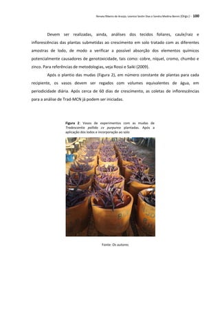 Renata Ribeiro de Araújo, Leonice Seolin Dias e Sandra Medina Benini (Orgs.) - 100
Devem ser realizadas, ainda, análises dos tecidos foliares, caule/raiz e
inflorescências das plantas submetidas ao crescimento em solo tratado com as diferentes
amostras de lodo, de modo a verificar a possível absorção dos elementos químicos
potencialmente causadores de genotoxicidade, tais como: cobre, níquel, cromo, chumbo e
zinco. Para referências de metodologias, veja Rossi e Saiki (2009).
Após o plantio das mudas (Figura 2), em número constante de plantas para cada
recipiente, os vasos devem ser regados com volumes equivalentes de água, em
periodicidade diária. Após cerca de 60 dias de crescimento, as coletas de inflorescências
para a análise de Trad-MCN já podem ser iniciadas.
Figura 2: Vasos de experimentos com as mudas de
Tradescantia pallida cv purpurea plantadas. Após a
aplicação dos lodos e incorporação ao solo
Fonte: Os autores
b
c
d
 