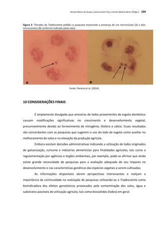 Renata Ribeiro de Araújo, Leonice Seolin Dias e Sandra Medina Benini (Orgs.) - 104
Figura 3: Tétrades de Tradescantia pallida cv purpurea mostrando a presença de um micronúcleo (A) e dois
micronúcleos (B) conforme indicado pelas setas
Fonte: Pereira et al. (2014).
10 CONSIDERAÇÕES FINAIS
É amplamente divulgado que amostras de lodos provenientes de esgoto doméstico
causam modificações significativas no crescimento e desenvolvimento vegetal,
presumivelmente devido ao fornecimento de nitrogênio, fósforo e cálcio. Esses resultados
são concordantes com as pesquisas que sugerem o uso do lodo de esgoto como auxiliar no
melhoramento de solos e na elevação da produção agrícola.
Embora existam decisões administrativas indicando a utilização de lodos originados
de galvanização, curtume e indústrias alimentícias para finalidades agrícolas, tais como a
regulamentação por agências e órgãos ambientais, por exemplo, pode-se afirmar que ainda
existe grande necessidade de pesquisas para a avaliação adequada do seu impacto no
desenvolvimento e nas características genéticas das espécies vegetais a serem cultivadas;
As informações disponíveis abrem perspectivas interessantes e realçam a
importância da continuidade na realização de pesquisas utilizando-se a Tradescantia como
bioindicadora dos efeitos genotóxicos provocados pela contaminação dos solos, água e
substratos passíveis de utilização agrícola, tais como biossólidos (lodos) em geral.
 
