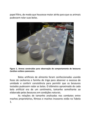papel filtro, de modo que houvesse maior atrito para que os animais 
pudessem rolar suas bolas. 
Figura 1. Arenas construídas para observação do comportamento de besouros 
Canthon rutilans cyanescens. 
Bolas artificiais de alimento foram confeccionadas usando 
fezes de cachorros e farinha de trigo para absorver o excesso de 
umidade e conferir consistência para permitir que os besouros 
testados pudessem rodar as bolas. O diâmetro aproximado de cada 
bola artificial era de um centímetro, tamanho semelhante ao 
elaborado pelos besouros em condições naturais. 
As relações de tamanho analisadas nos combates entre 
machos proprietários, fêmeas e machos invasores estão na Tabela 
1. 
 