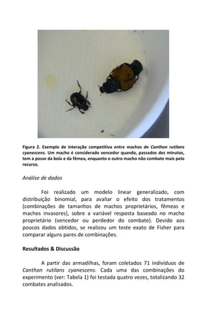 Figura 2. Exemplo de interação competitiva entre machos de Canthon rutilans 
cyanescens. Um macho é considerado vencedor quando, passados dez minutos, 
tem a posse da bola e da fêmea, enquanto o outro macho não combate mais pelo 
recurso. 
Análise de dados 
Foi realizado um modelo linear generalizado, com 
distribuição binomial, para avaliar o efeito dos tratamentos 
(combinações de tamanhos de machos proprietários, fêmeas e 
machos invasores), sobre a variável resposta baseado no macho 
proprietário (vencedor ou perdedor do combate). Devido aos 
poucos dados obtidos, se realizou um teste exato de Fisher para 
comparar alguns pares de combinações. 
Resultados & Discussão 
A partir das armadilhas, foram coletados 71 indivíduos de 
Canthon rutilans cyanescens. Cada uma das combinações do 
experimento (ver: Tabela 1) foi testada quatro vezes, totalizando 32 
combates analisados. 
 