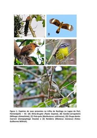 Figura 1. Espécies de aves presentes na trilha da Restinga na Lagoa do Peri, 
Florianópolis – SC: (A) Alma-de-gato (Pyaia Cayana), (B) Gavião-carrapateiro 
(Milvago chimachima), (C) Pula-pula (Basileuturus culicivorus), (D) Chupa-dente-marrom 
(Conopophaga lineata) e (E) Rendeira (Manacus manacus) (Fotos: 
Guilherme Willrich). 
 
