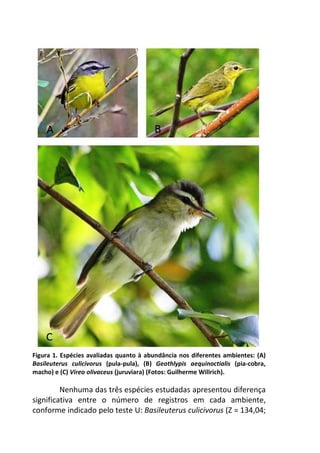 Figura 1. Espécies avaliadas quanto à abundância nos diferentes ambientes: (A) 
Basileuterus culicivorus (pula-pula), (B) Geothlypis aequinoctialis (pia-cobra, 
macho) e (C) Vireo olivaceus (juruviara) (Fotos: Guilherme Willrich). 
Nenhuma das três espécies estudadas apresentou diferença 
significativa entre o número de registros em cada ambiente, 
conforme indicado pelo teste U: Basileuterus culicivorus (Z = 134,04; 
 
