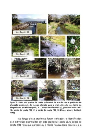 Figura 2. Fotos dos pontos de coleta ordenadas de acordo com o gradiente de 
alteração ambiental, do menos alterado para o mais alterado, no riacho do 
Sangradouro em Florianópolis, SC: ponto de coleta P01(A), ponto de coleta P02 
(B), ponto de coleta P03 (C) e ponto de coleta P04 (D) (fotos: Moacyr Batilani- 
Filho). 
Ao longo deste gradiente foram coletados e identificados 
514 indivíduos distribuídos em oito espécies (Tabela 2). O ponto de 
coleta P01 foi o que apresentou a maior riqueza (seis espécies) e a 
 