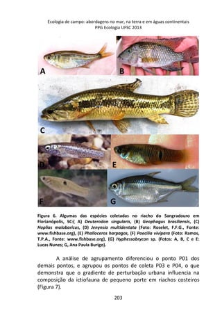 Ecologia de campo: abordagens no mar, na terra e em águas continentais 
PPG Ecologia UFSC 2013 
Figura 6. Algumas das espécies coletadas no riacho do Sangradouro em 
Florianópolis, SC:( A) Deuterodon singularis, (B) Geophagus brasiliensis, (C) 
Hoplias malabaricus, (D) Jenynsia multidentata (Foto: Roselet, F.F.G., Fonte: 
www.fishbase.org), (E) Phalloceros harpagos, (F) Poecilia vivípara (Foto: Ramos, 
T.P.A., Fonte: www.fishbase.org), (G) Hyphessobrycon sp. (Fotos: A, B, C e E: 
Lucas Nunes; G, Ana Paula Burigo). 
A análise de agrupamento diferenciou o ponto P01 dos 
demais pontos, e agrupou os pontos de coleta P03 e P04, o que 
demonstra que o gradiente de perturbação urbana influencia na 
composição da ictiofauna de pequeno porte em riachos costeiros 
(Figura 7). 
203 
 