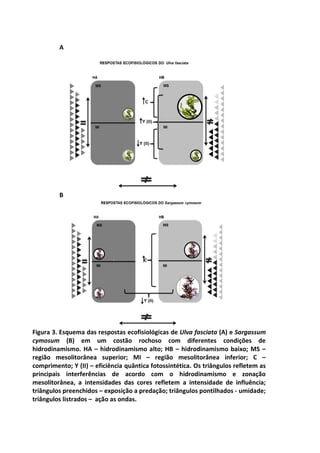 A 
B 
Figura 3. Esquema das respostas ecofisiológicas de Ulva fasciata (A) e Sargassum 
cymosum (B) em um costão rochoso com diferentes condições de 
hidrodinamismo. HA – hidrodinamismo alto; HB – hidrodinamismo baixo; MS – 
região mesolitorânea superior; MI – região mesolitorânea inferior; C – 
comprimento; Y (II) – eficiência quântica fotossintética. Os triângulos refletem as 
principais interferências de acordo com o hidrodinamismo e zonação 
mesolitorânea, a intensidades das cores refletem a intensidade de influência; 
triângulos preenchidos – exposição a predação; triângulos pontilhados - umidade; 
triângulos listrados – ação as ondas. 
 