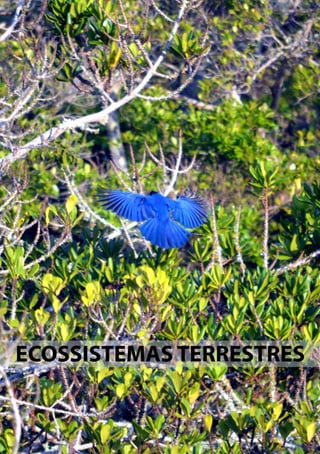 Ecologia de Campo: Ecossistemas Terrestres, de Águas Continentais e Marinhos
PPG Ecologia UFSC 2012
19
ECOSSISTEMAS TERRESTRES
 