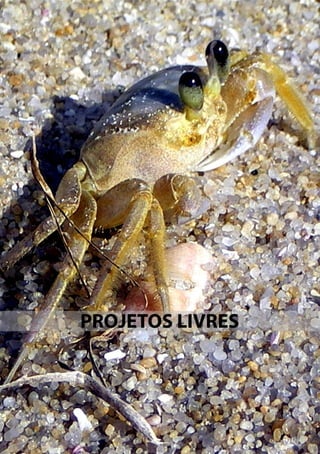 Ecologia de Campo: Ecossistemas Terrestres, de Águas Continentais e Marinhos
PPG Ecologia UFSC 2012
225
PROJETOS LIVRES
 