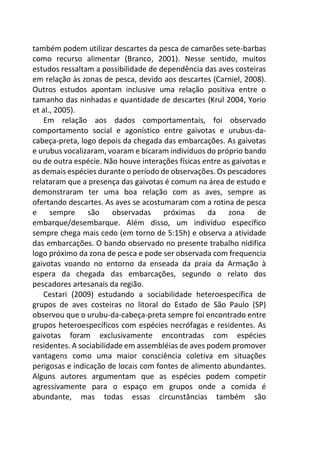 também podem utilizar descartes da pesca de camarões sete-barbas
como recurso alimentar (Branco, 2001). Nesse sentido, muitos
estudos ressaltam a possibilidade de dependência das aves costeiras
em relação às zonas de pesca, devido aos descartes (Carniel, 2008).
Outros estudos apontam inclusive uma relação positiva entre o
tamanho das ninhadas e quantidade de descartes (Krul 2004, Yorio
et al., 2005).
Em relação aos dados comportamentais, foi observado
comportamento social e agonístico entre gaivotas e urubus-da-
cabeça-preta, logo depois da chegada das embarcações. As gaivotas
e urubus vocalizaram, voaram e bicaram indivíduos do próprio bando
ou de outra espécie. Não houve interações físicas entre as gaivotas e
as demais espécies durante o período de observações. Os pescadores
relataram que a presença das gaivotas é comum na área de estudo e
demonstraram ter uma boa relação com as aves, sempre as
ofertando descartes. As aves se acostumaram com a rotina de pesca
e sempre são observadas próximas da zona de
embarque/desembarque. Além disso, um indivíduo específico
sempre chega mais cedo (em torno de 5:15h) e observa a atividade
das embarcações. O bando observado no presente trabalho nidifica
logo próximo da zona de pesca e pode ser observada com frequencia
gaivotas voando no entorno da enseada da praia da Armação à
espera da chegada das embarcações, segundo o relato dos
pescadores artesanais da região.
Cestari (2009) estudando a sociabilidade heteroespecífica de
grupos de aves costeiras no litoral do Estado de São Paulo (SP)
observou que o urubu-da-cabeça-preta sempre foi encontrado entre
grupos heteroespecíficos com espécies necrófagas e residentes. As
gaivotas foram exclusivamente encontradas com espécies
residentes. A sociabilidade em assembléias de aves podem promover
vantagens como uma maior consciência coletiva em situações
perigosas e indicação de locais com fontes de alimento abundantes.
Alguns autores argumentam que as espécies podem competir
agressivamente para o espaço em grupos onde a comida é
abundante, mas todas essas circunstâncias também são
 