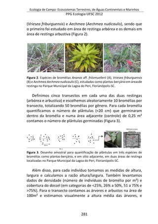 Ecologia de Campo: Ecossistemas Terrestres, de Águas Continentais e Marinhos
PPG Ecologia UFSC 2012
281
(Vriesea friburguensis) e Aechmea (Aechmea nudicaulis), sendo que
o primeiro foi estudado em área de restinga arbórea e os demais em
área de restinga arbustiva (Figura 2).
Figura 2. Espécies de bromélias Ananas aff. fritzmuellerii (A), Vriesea friburguensis
(B) e Aechmea Aechmea nudicaulis (C), estudadas como plantas-berçário em áreasde
restinga no Parque Municipal da Lagoa do Peri, Florianópolis-SC.
Definimos cinco transectos em cada uma das duas restingas
(arbórea e arbustiva) e escolhemos aleatoriamente 10 bromélias por
transecto, totalizando 50 bromélias por gênero. Para cada bromélia
quantificamos o número de plântulas (<20 cm) que germinaram
dentro da bromélia e numa área adjacente (controle) de 0,25 m²
contamos o número de plântulas germinadas (Figura 3).
Figura 3. Desenho amostral para quantificação de plântulas em três espécies de
bromélias como plantas-berçário, e em sítio adjacente, em duas áreas de restinga
localizadas no Parque Municipal da Lagoa do Peri, Florianópolis-SC.
Além disso, para cada indivíduo tomamos as medidas de altura,
largura e calculamos a razão altura/largura. Também levantamos
dados de densidade (número de indivíduos de bromélia por m²) e
cobertura do dossel (em categorias de <25%, 26% a 50%, 51 a 75% e
>75%). Para o transecto contamos as árvores e arbustos na área de
100m² e estimamos visualmente a altura média das árvores, e
 
