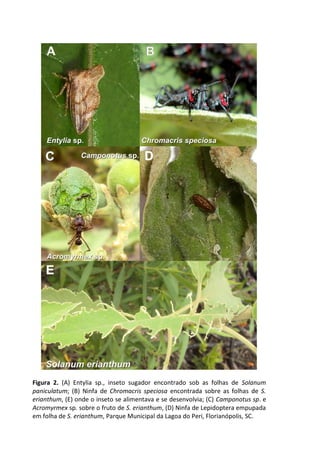 Figura 2. (A) Entylia sp., inseto sugador encontrado sob as folhas de Solanum
paniculatum; (B) Ninfa de Chromacris speciosa encontrada sobre as folhas de S.
erianthum, (E) onde o inseto se alimentava e se desenvolvia; (C) Camponotus sp. e
Acromyrmex sp. sobre o fruto de S. erianthum, (D) Ninfa de Lepidoptera empupada
em folha de S. erianthum, Parque Municipal da Lagoa do Peri, Florianópolis, SC.
 