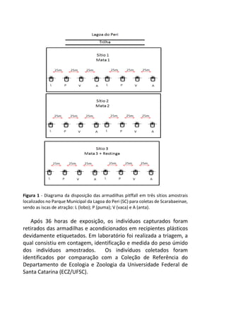 Figura 1 - Diagrama da disposição das armadilhas pitffall em três sítios amostrais
localizados no Parque Municipal da Lagoa do Peri (SC) para coletas de Scarabaeinae,
sendo as iscas de atração: L (lobo); P (puma); V (vaca) e A (anta).
Após 36 horas de exposição, os indivíduos capturados foram
retirados das armadilhas e acondicionados em recipientes plásticos
devidamente etiquetados. Em laboratório foi realizada a triagem, a
qual consistiu em contagem, identificação e medida do peso úmido
dos indivíduos amostrados. Os indivíduos coletados foram
identificados por comparação com a Coleção de Referência do
Departamento de Ecologia e Zoologia da Universidade Federal de
Santa Catarina (ECZ/UFSC).
 