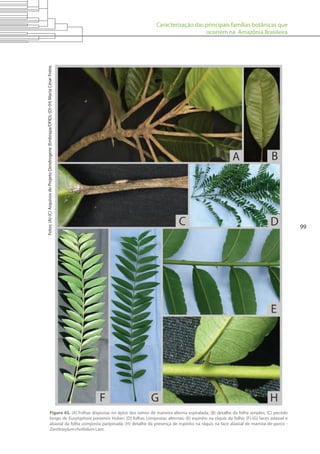 Caracterização das principais famílias botânicas que
ocorrem na Amazônia Brasileira
99
Figura 43. (A) Folhas dispostas no ápice dos ramos de maneira alterna espiralada; (B) detalhe da folha simples; (C) pecíolo
longo de Euxylophora paraensis Huber; (D) folhas compostas alternas; (E) espinho na ráquis da folha; (F)-(G) faces adaxial e
abaxial da folha composta paripinada; (H) detalhe da presença de espinho na ráquis na face abaxial de mamita-de-porco -
Zanthoxylum rhoifolium Lam.
Fotos:(A)-(C)ArquivosdoProjetoDendrogene(Embrapa/DFID);(D)-(H)MartaCésarFreire.
 